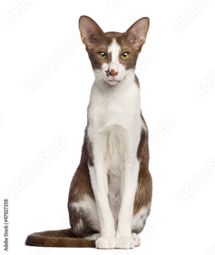 Photo: Oriental Shorthair sitting and looking at camera Oriental Shorthair sitting and looking at camera