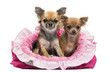 Chihuahuas sitting in pink dog bed against white background