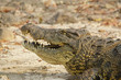 Crocodile in the Chobe NP