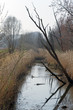 Swamp