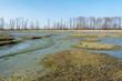 Photo: Swamp Swamp