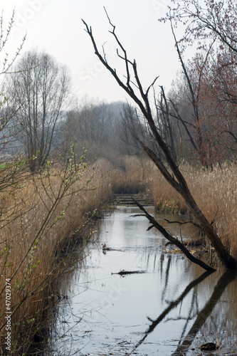 Photo: Swamp Swamp