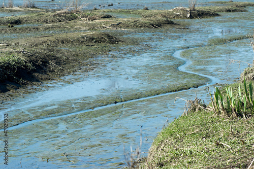 Photo: Swamp Swamp