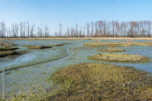 Photo: Swamp Swamp