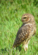 Photo: Coruja em pá com olhar fixo para trás Coruja em pá com olhar fixo para trás