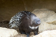 Photo: Close up of a Porcupine Close up of a Porcupine