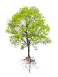 Tree with a root