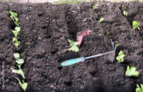 Photo: Outils repiquage salades Outils repiquage salades
