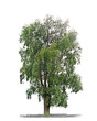 Arbre sur fond blanc 