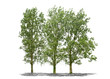 Arbre sur fond blanc 
