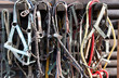 Details of diversity used horse reins
