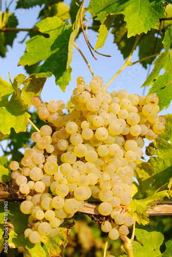 Photo: Grapes in a vineyard in Italy Grapes in a vineyard in Italy
