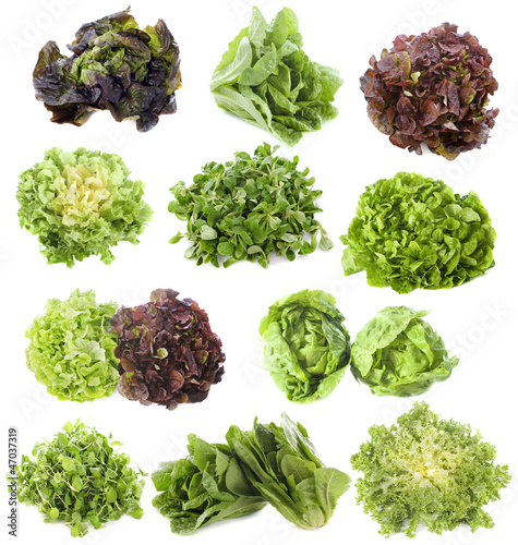 Photo: varieties of salads varieties of salads