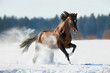 Brown horse runs in winter landscape