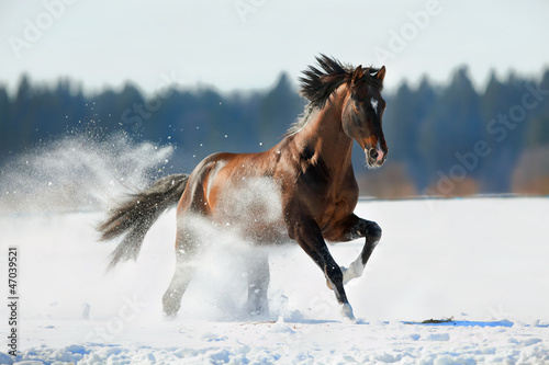 Fototapeta Brown horse runs in winter landscape