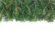fir branches