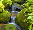 Mountain stream among the mossy stones