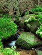 Mountain stream among the mossy stones