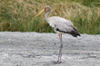 Nimmersatt Jungvogel