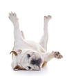 English Bulldog roling over floor - laying upside down