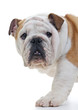 English Bulldog dog eye contact, closeup