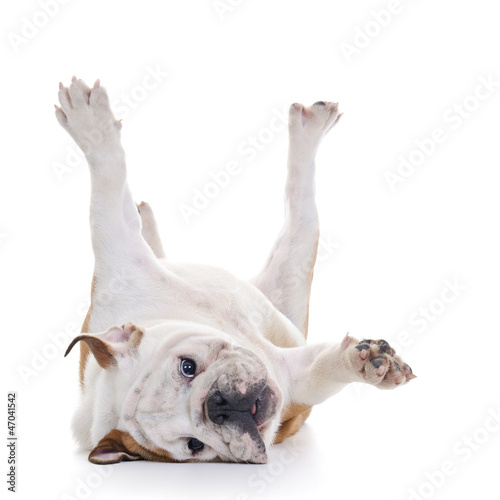 Photo: English Bulldog roling over floor - laying upside down English Bulldog roling over floor - laying upside down