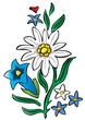 edelweiss