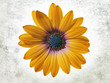 flower Dimorfoteca