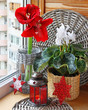 Cyclamen and red hippeastrum