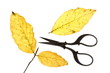 Herbst, die Blätter fallen
