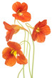 nasturtium