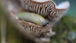 Video: Slug - Arionidae - Food intake Slug - Arionidae - Food intake
