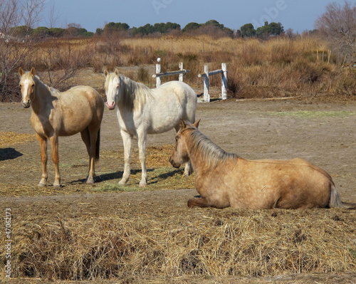 Photo: Chevaux camarguais Chevaux camarguais