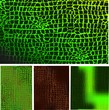reptile skin pattern texture