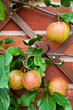 Biological apples