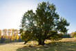 Foto: An der großen Eiche An der großen Eiche