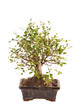 bonsai tree