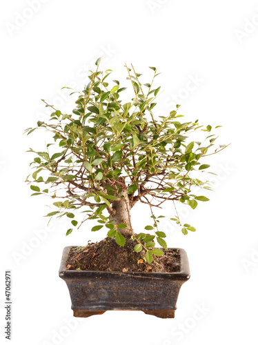 Photo: bonsai tree bonsai tree