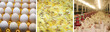 Chicken farm - multiscreen
