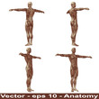 Vector conceptual human anatomy body with muscle