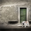 Photo: cane solitario sul marciapiede cane solitario sul marciapiede