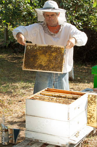 Photo: Beekeeper working in his apiary Beekeeper working in his apiary
