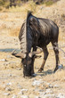 Connochaetes taurinus