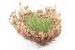 Photo: Rose of Jericho Rose of Jericho
