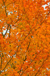 Autumn leafs of trees in forest.