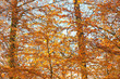 Autumn leafs of trees in forest.