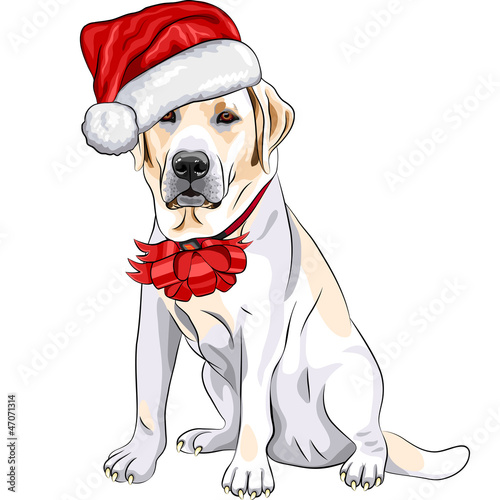 Vector: vector dog Labrador in the hat of Santa Claus with Christmas bow vector dog Labrador in the hat of Santa Claus with Christmas bow
