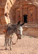 lone donkey near the ruins