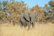 Elefant