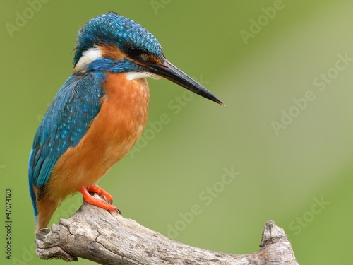 Photo: Kingfisher Kingfisher